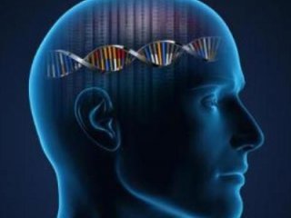 Найдены две группы генов, связанные с интеллектуальными способностями