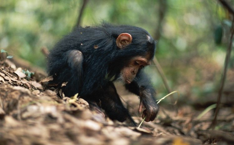 Доказано: шимпанзе учат своих детей изготавливать орудия труда
