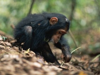 Доказано: шимпанзе учат своих детей изготавливать орудия труда