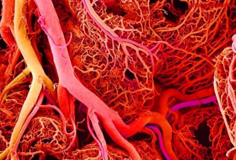 Кровеносные сосуды контролируют рост нервных стволовых клеток