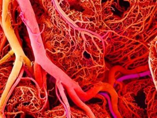 Кровеносные сосуды контролируют рост нервных стволовых клеток