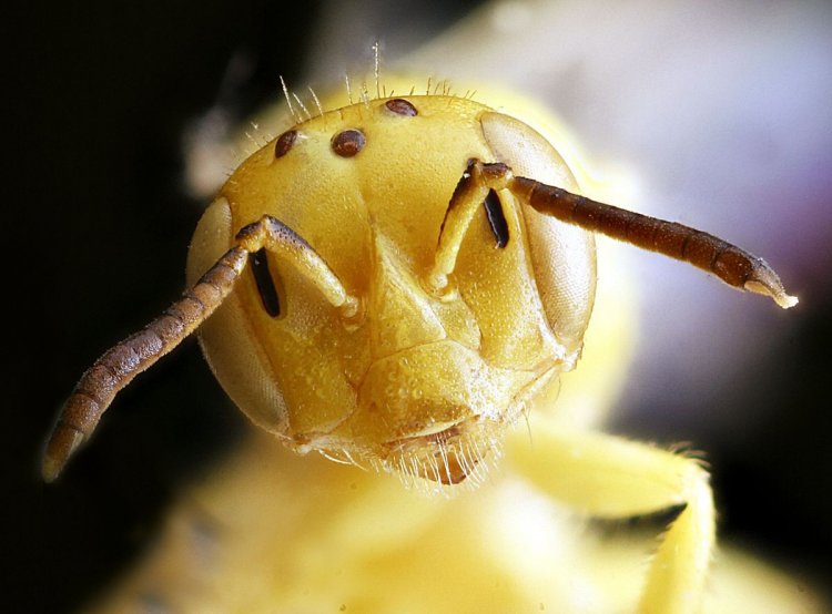 Пустынные пчелы, похожие на муравьев