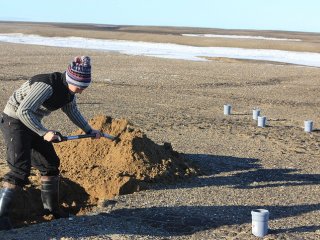 На архипелаге Северная Земля обнаружили новый вид нематод