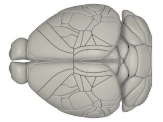Открылся Brain Atlas, база данных живых клеток человеческого мозга