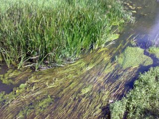 Специалисты из ИБПК СО РАН обнаружили более 700 новых видов водорослей на реках Восточной Сибири