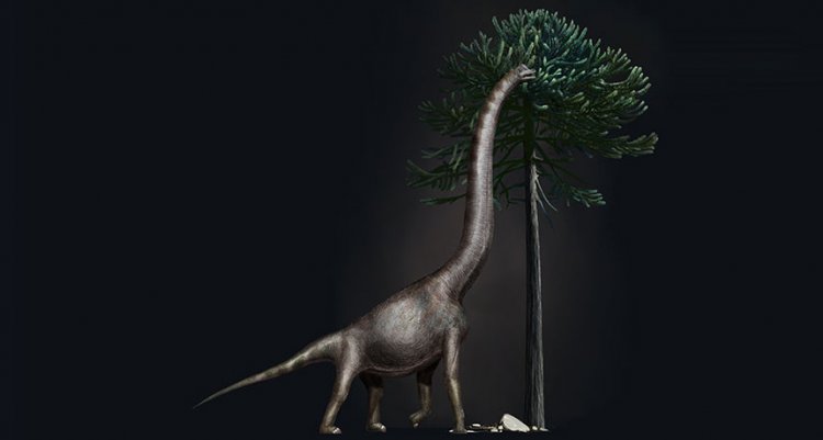 Палеонтологи определили, у какого динозавра был самый большой размер ноги