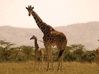 Жирафы наследуют свою пятнистую окраску от матерей