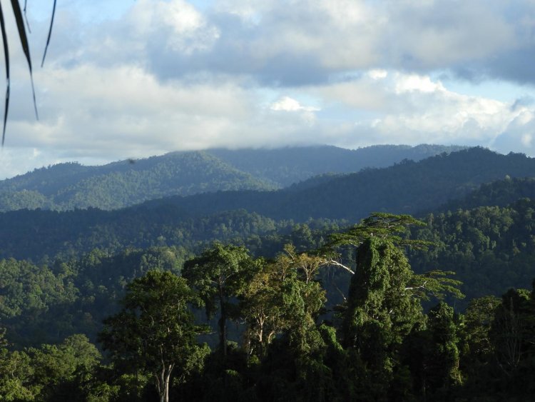 «Враги» деревьев помогают тропическим лесам сохранять свое биоразнообразие