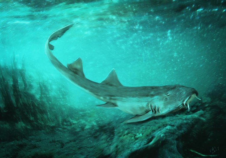 В Южной Дакоте обнаружены ископаемые зубы акулы, жившей в эпоху динозавров