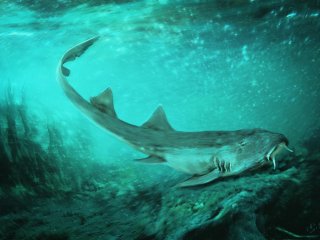 В Южной Дакоте обнаружены ископаемые зубы акулы, жившей в эпоху динозавров