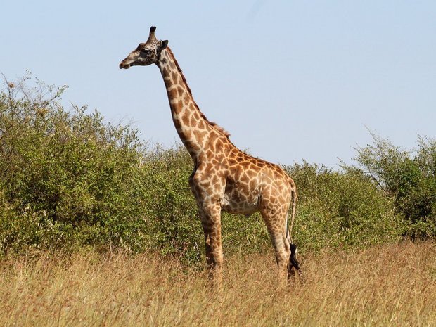 Международная группа ученых улучшила сборку генома исчезающего вида жирафа