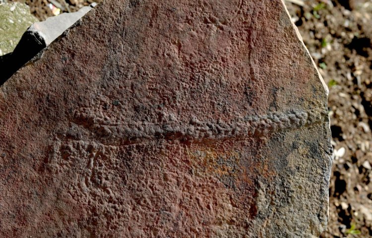 Обнаружен след древнего животного, оставленный 550 миллионов лет назад