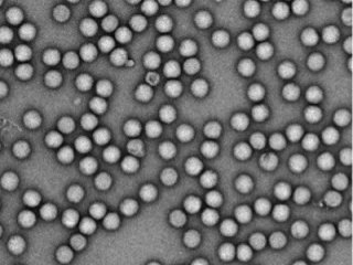 Ученые увидели в деталях молекулу вируса клещевого энцефалита