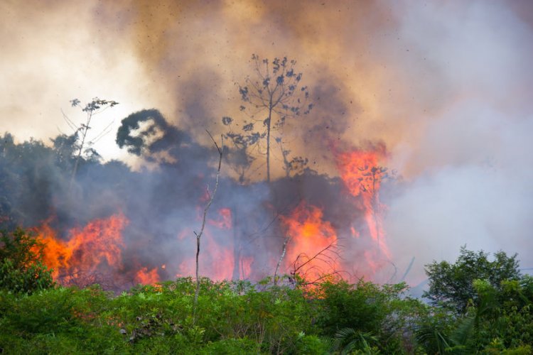Пожары на Амазонке могут усилить таяние ледников в Андах