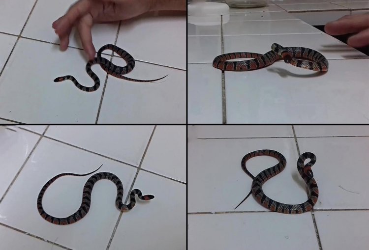 У псевдокоралловой змеи выявлено 10 типов защитного поведения
