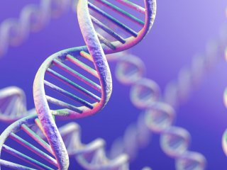 Программа расшифровки ДНК