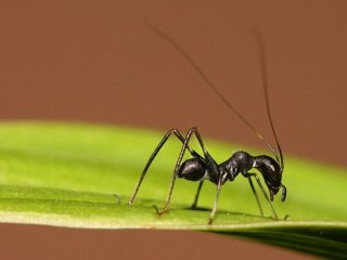 Это не муравей, а юный юго-восточный кустарный сверчок, дурящий голову хищникам