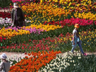 Парад тюльпанов в Никитском ботаническом саду. 2018 год