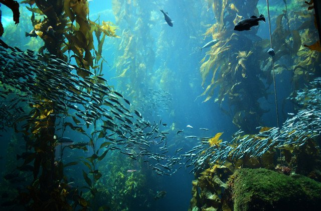 Как водоросли выживают на глубине?