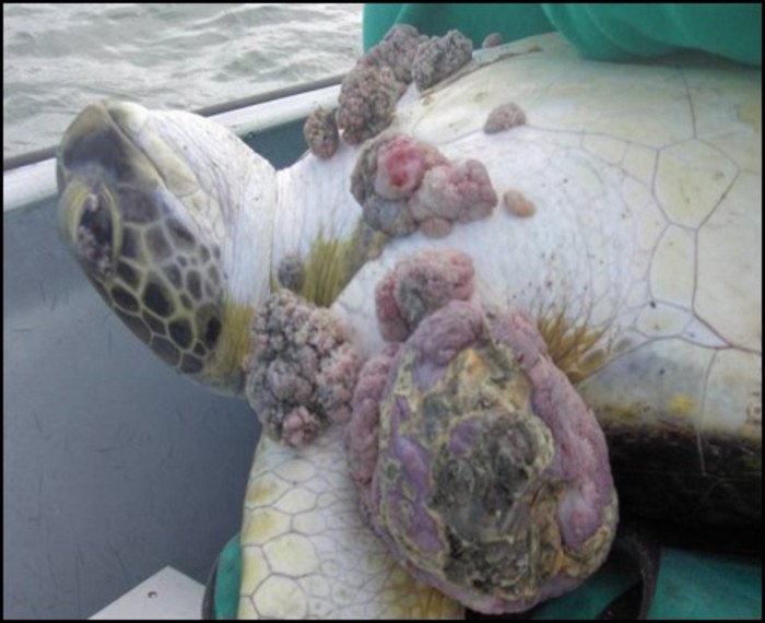 Зеленые морские черепахи испытывают биологический стресс 