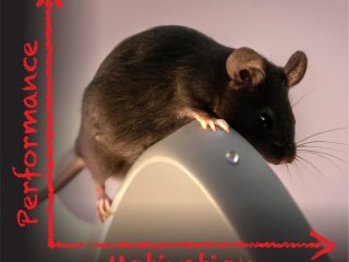 Мотивация влияет на сенсорное восприятие, предшествующее принятию решений