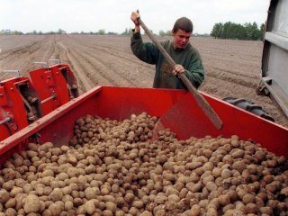 Уборка картофеля / Источник фото: МК