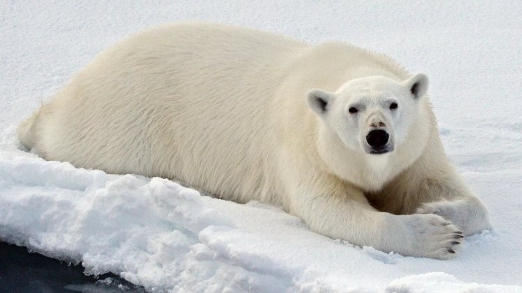 Белый медведь. Фото: РИА Новости / Вера Костамо