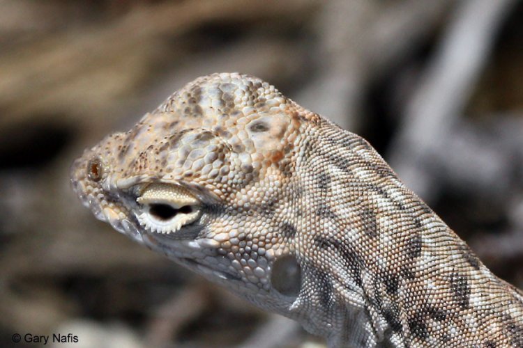 Третий глаз встречается не только у гаттерий, но и у других видов рептилий. Автор фото: Gary Nafis. Источник: Californiaherps