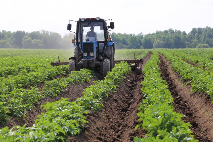 Возделывание картофеля на гряде 140 см.Источник фото: С.А. Шукюров / Дальневосточный НИИ сельского хозяйства