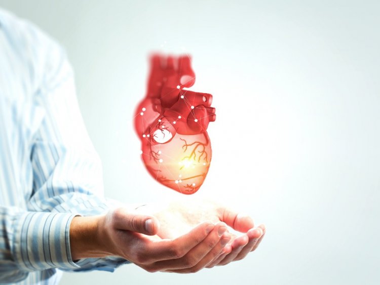 Ученые ищут методы лечения гипертрофии сердца на крошечных сердечках