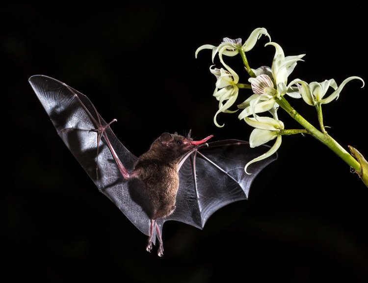 Летучие мыши распространяют семена растений и тропических деревьев по всему миру и уничтожают насекомых-вредителей.Автор фото: Zdeněk Macháček / Unsplash