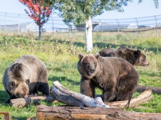 Медведи гризли на улице в медвежьем центре WSU