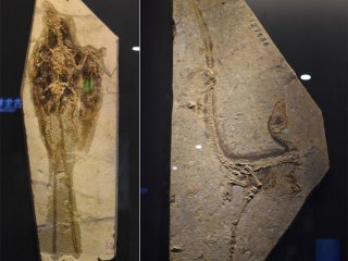 Позвоночные уникальной сохранности из биоты Джехол: птица Confuciusornis (слева) и оперенный динозавр Sinosauropteryx (справа) из палеонтологического музея Нанкина. Фото И.Н. Косенко