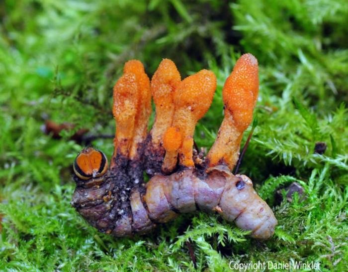 Гусеница, заражённая Cordyceps militaris, красивым оранжевым грибом, из которого получают кордицепс. Фото: Daniel Winkler - Mushroaming / University of Nottingham