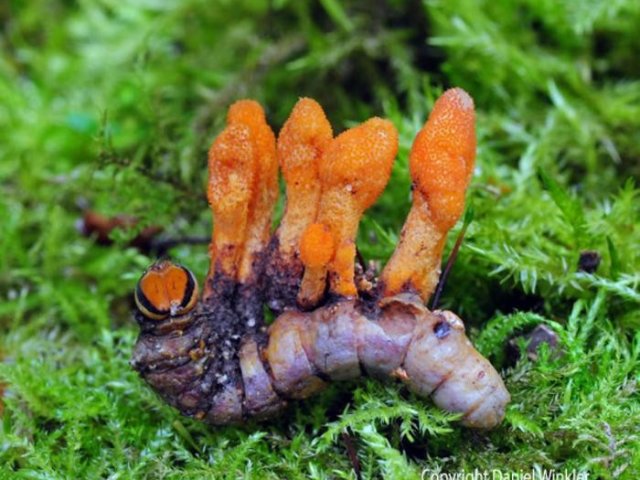 Гусеница, заражённая Cordyceps militaris, красивым оранжевым грибом, из которого получают кордицепс. Фото: Daniel Winkler - Mushroaming / University of Nottingham