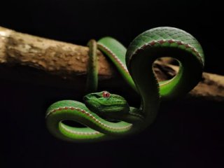 Змея вида Bothrops. Изображение предоставлено аспиранткой Университета Рединга Гнанешвар Чандрасекхаруни. Фото: Gnaneswar Chandrasekharuni / University of Reading