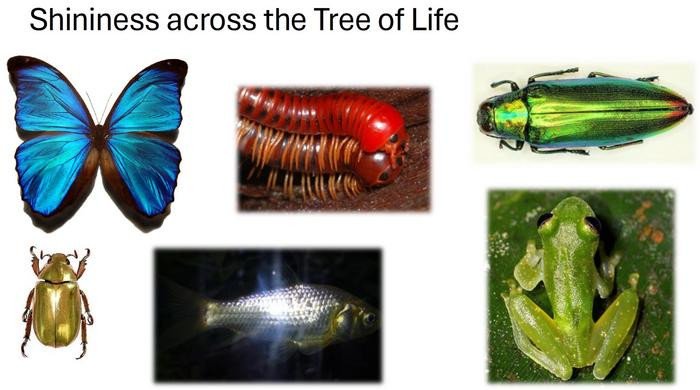 На этом изображении показаны блестящие цвета у разных видов животных. Каспер ван дер Коой и его коллеги исследовали, как шмели воспринимают глянцевые цвета. Фото: University of Groningen / Casper van der Kooi