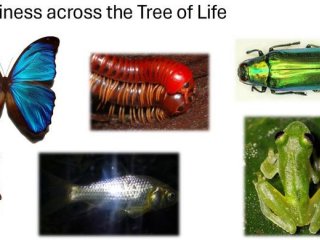 На этом изображении показаны блестящие цвета у разных видов животных. Каспер ван дер Коой и его коллеги исследовали, как шмели воспринимают глянцевые цвета. Фото: University of Groningen / Casper van der Kooi