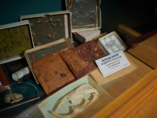 В Институте биологии развития им. Н.К. Кольцова РАН. Фото: Елена Либрик / «Научная Россия»