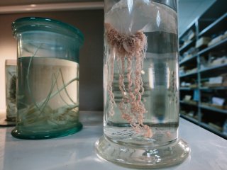 Обитатели океанских глубин. Фото: Ольга Мерзлякова / «Научная Россия»