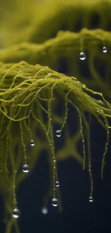 Ученые превратили микроводоросли в ценное топливо. Фото: Freepik.com