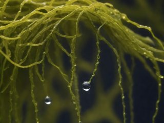 Ученые превратили микроводоросли в ценное топливо. Фото: Freepik.com