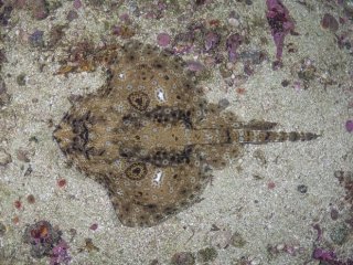 Тихоокеанский звёздчатый скат. Фото: Andy Murch / Stockholm University