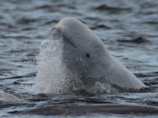 Белуха манипулирует водой. Фото: Антон Чернецкий / ИО РАН / предоставлено В.В. Красновой