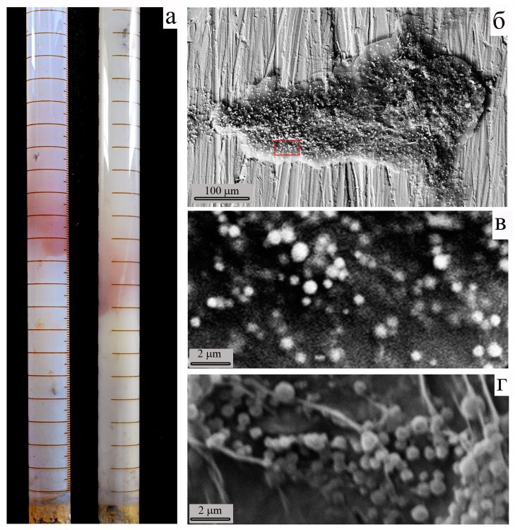 Захоронение науплиев (личинок ) Artemia salina в монтмориллоните: а – общий вид пробирок (диаметр 1.5 см), слева – 5 лет, справа – 5 месяцев; б – микрофотография науплия из красного слоя в монтмориллоните после пятикратной отмывки  дистиллированной водой;  науплий весь покрыт мелкими железо-серными микросферами (СЭМ); в – увеличенный фрагмент из (б); г – железо-серные микросферы разного размера на науплиях из эксперимента с шамозитом