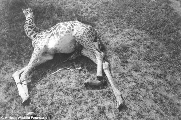 Жирафам грозит вымирание