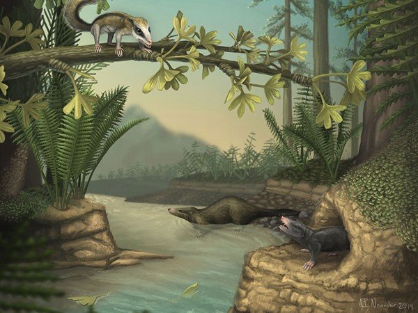 Найдены два представители ранних млекопитающих