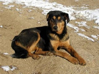 Домашние собаки появились в Монголии или Непале, согласно генетическому анализу