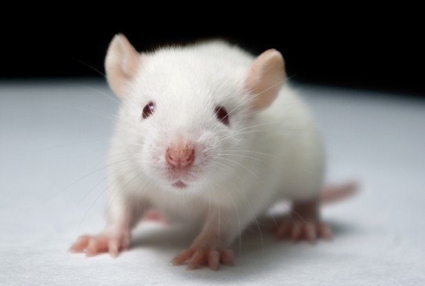 Наследственную болезнь у мышей вылечили с помощью вирусного «копипаста»