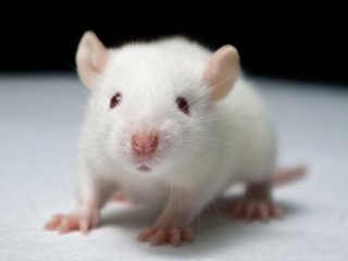 Наследственную болезнь у мышей вылечили с помощью вирусного «копипаста»